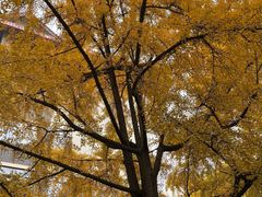 -四川大学(华西校区)