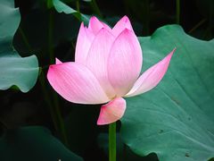 -荔湾湖公园