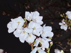 -西北湖绿化广场