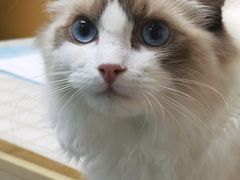 -美联众合动物医院(·中兽医·疑难杂症·严家桥分院)