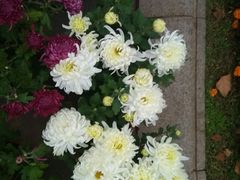 -朱記糯米蛋糕(千川百货店)