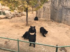 -石家庄市动物园