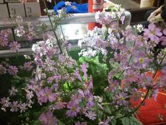 -老宅子私房菜馆(大理古城店)