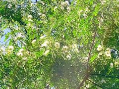 -白鹭湾湿地公园