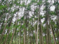 -硗碛藏寨·神木垒景区
