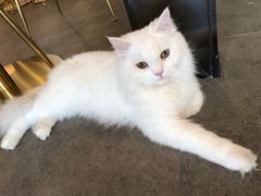 -飞行喵MR PILOT|猫舍·猫咖(静安大融城店)