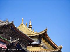 -塔尔寺-菩提树