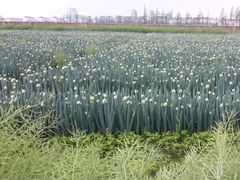 android_upload_pic-上海都市菜园