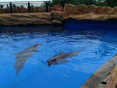 -珠海横琴长隆《卡卡虎奇遇记》