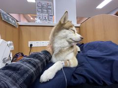 -联合动物医院(光谷诊疗中心)