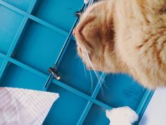 -喵屿·大理花园猫咖