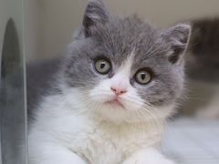 -lincat·猫舍(广州店)