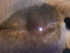 伤口-西安京西宠物医院·瘫痪·疑难杂症