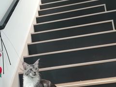 -瞄一喵猫咖(格力海岸店)