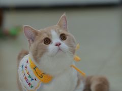 -Bastet sally猫舍购宠(静安店)