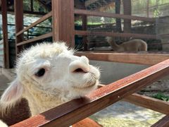 -栾川竹海野生动物园