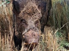 -陕西自然博物馆