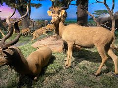 -国家自然博物馆