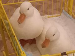 -怪兽屋·羊驼·猫咖·狗咖(俊华广场店)