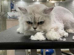 -钦宠·猫咪售卖·洗护·寄养(东圃旗舰店)