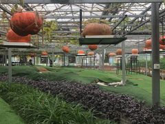 -兰陵国家农业公园