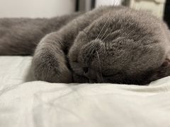 -猫大福·Fortune Cat猫舍(百子湾店)