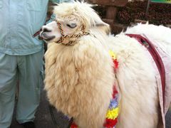 -大连森林动物园