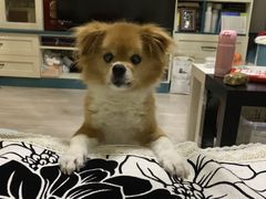 -美联众合动物医院·24h转诊中心