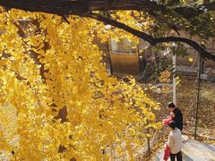 -三里屯东五街银杏大道