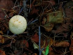 -白草畔自然风景区