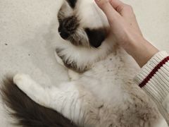 -共舞时光猫咖·狗咖(新街口店)
