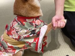 -逗柴咖啡屋·狗咖猫咖宠物桌游