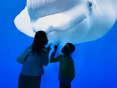 -秦皇岛乐岛海洋王国