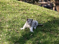 -北京野生动物园