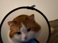 -关爱宠物医院·猫科中心·消化科(滨湖万达分院)