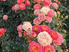 -人民公园(罗湖区)