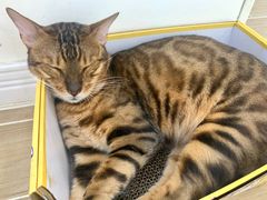 -李小姐の猫咖啡馆(五角场店)