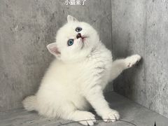 -小猫来了·猫舍(红山六九七九店)