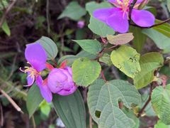 -火炉山森林公园