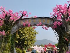 -天适樱花悠乐园