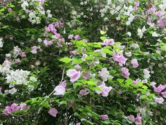 -深圳国际园林花卉博览园