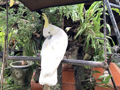 -Warung Babi Guling Ibu Oka 3