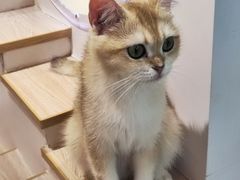 -猫域·湾主题猫咖·宠物吧(南坪城市广场店)