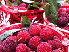 -西山樟坞健康果园枇杷杨梅采摘