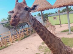 -西霞口神雕山野生动物世界