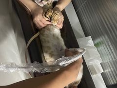 -伟伟宠物医院·CT影像中心·瑞派犬猫综合性门诊(汉口总院)