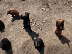 -新疆天山野生动物园