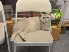 -爱洗澡的猫(望京店)