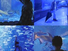 -多彩贵州城极地海洋世界