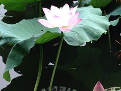 景观位-荷香居(洞企石路店)